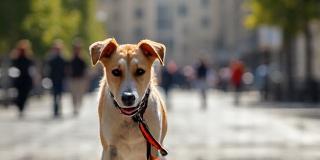 Chien évoluant en ville à Paris